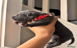 Staffordshire Bull Terrier dogs for sale: Beautiful Blue Stafford bullterriers - Image 20