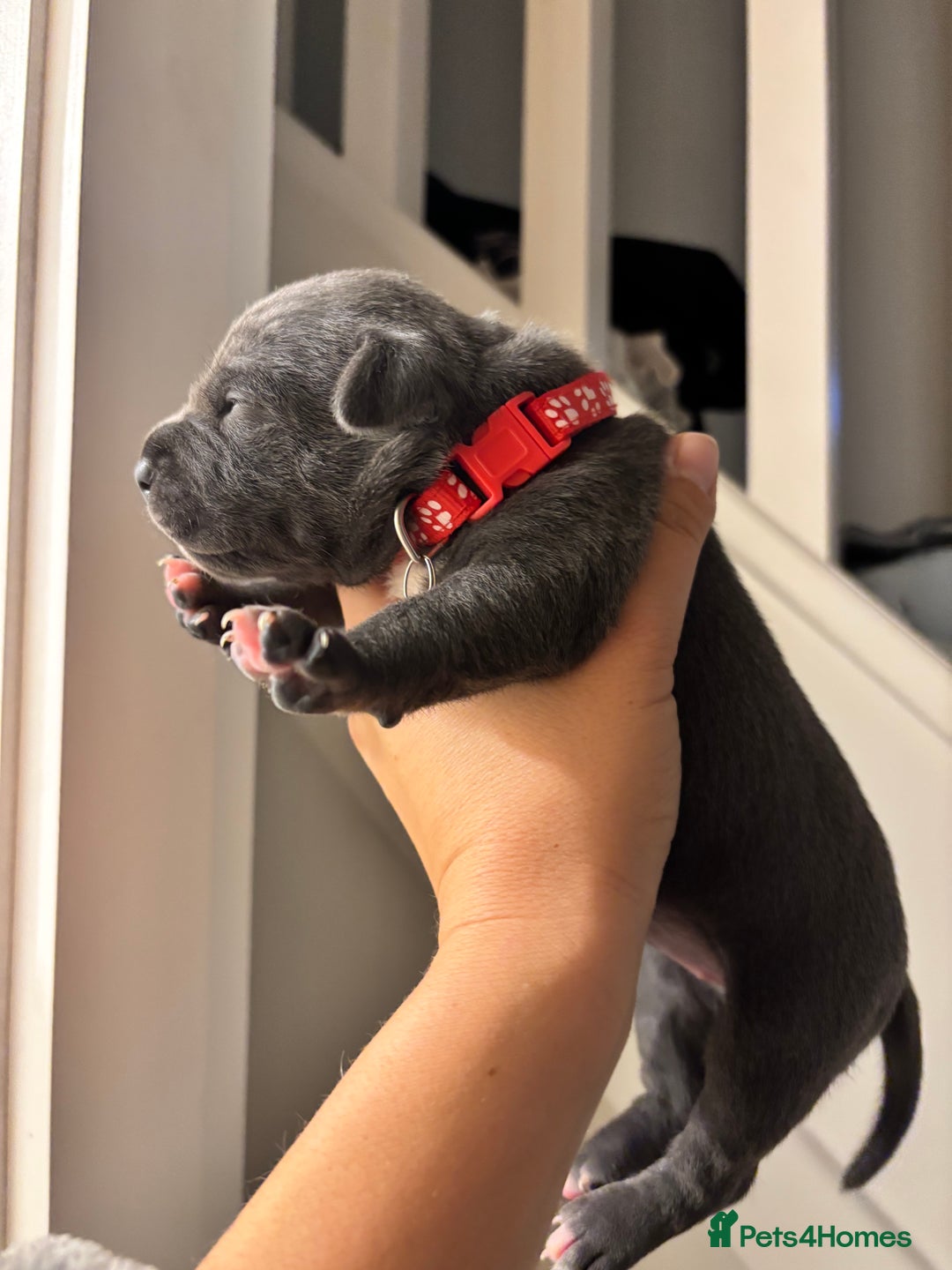 Staffordshire Bull Terrier dogs for sale: Beautiful Blue Stafford bullterriers - Image 20