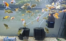 Fancy Goldfish fish for sale: Selection of Baby fancy goldfish - Image 6