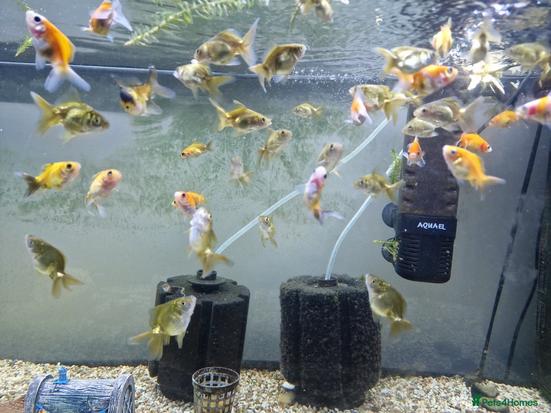 Fancy Goldfish fish for sale: Selection of Baby fancy goldfish - Image 6