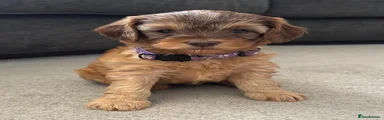 PURPLE COLLAR