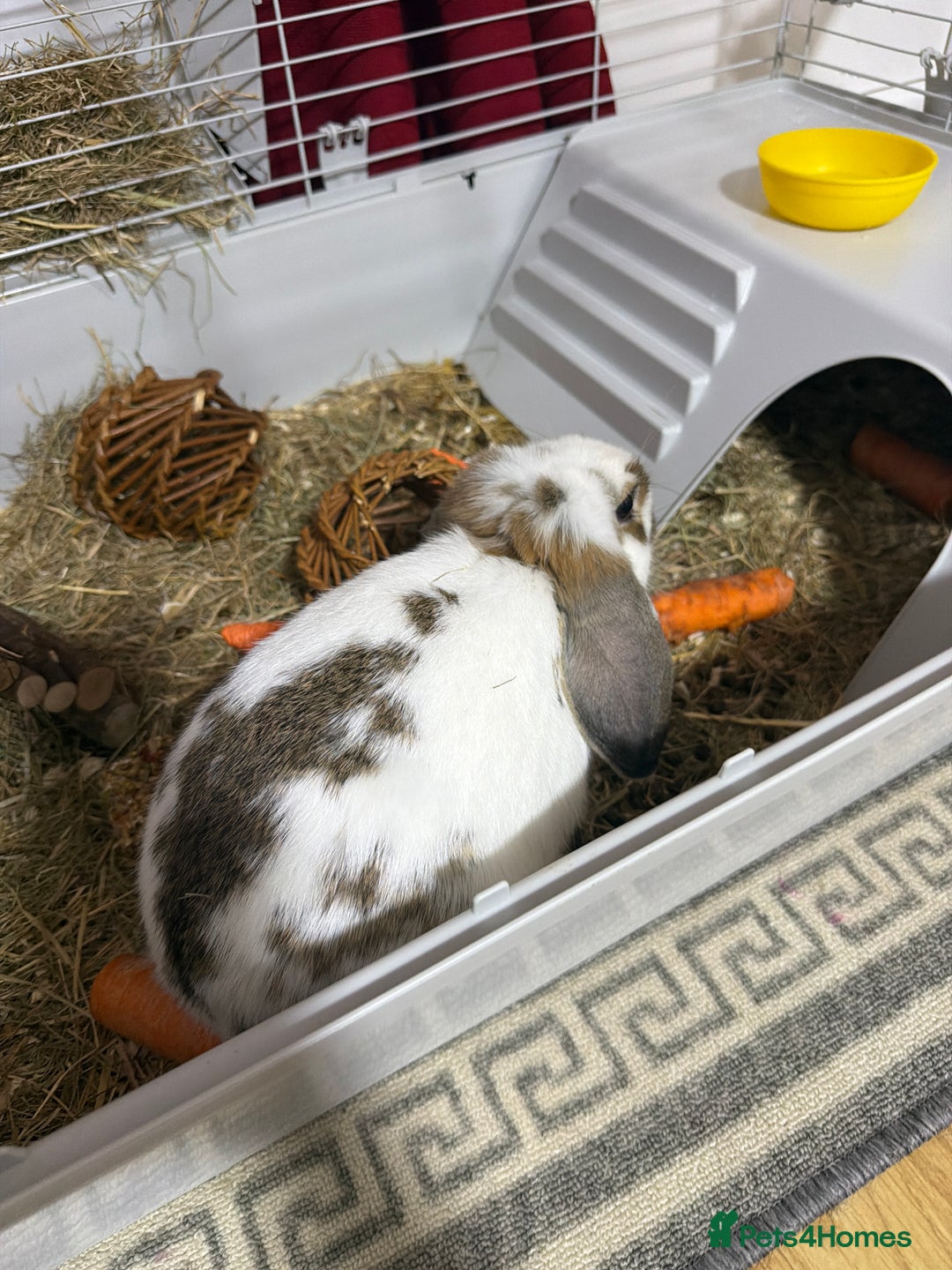 Mini Lop rabbits for sale: 2 Rabbits for sale - Advert 3