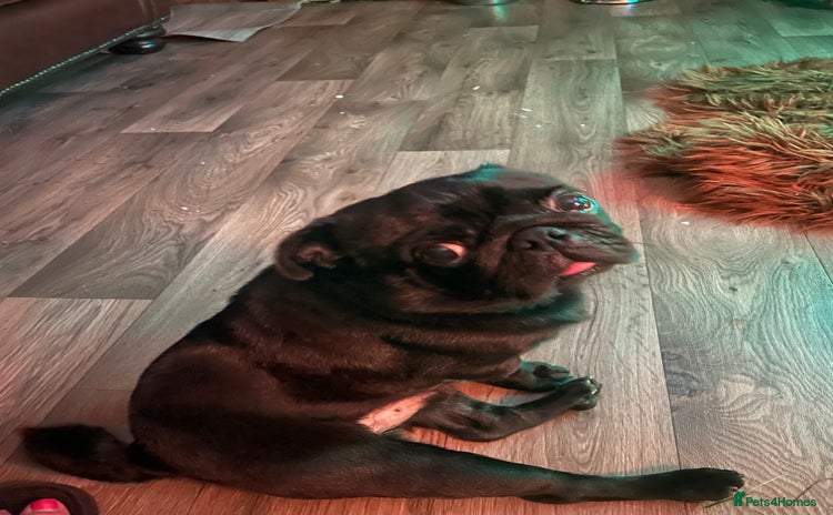 Pug dogs - Advert 2