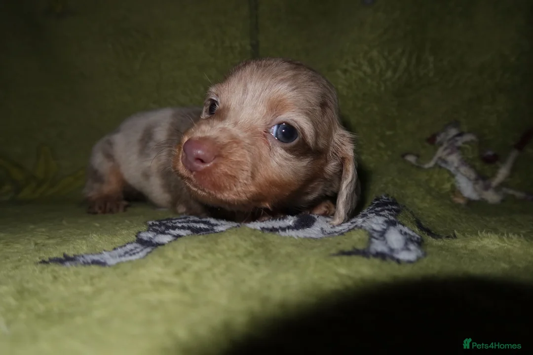 Miniature Dachshund dogs for sale: Last 2 blue&tan girls kc longhair mini dachshunds - Advert 22