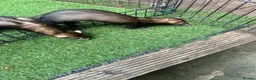 Ferret rodents for sale: Baby boy Ferrets - Advert 6
