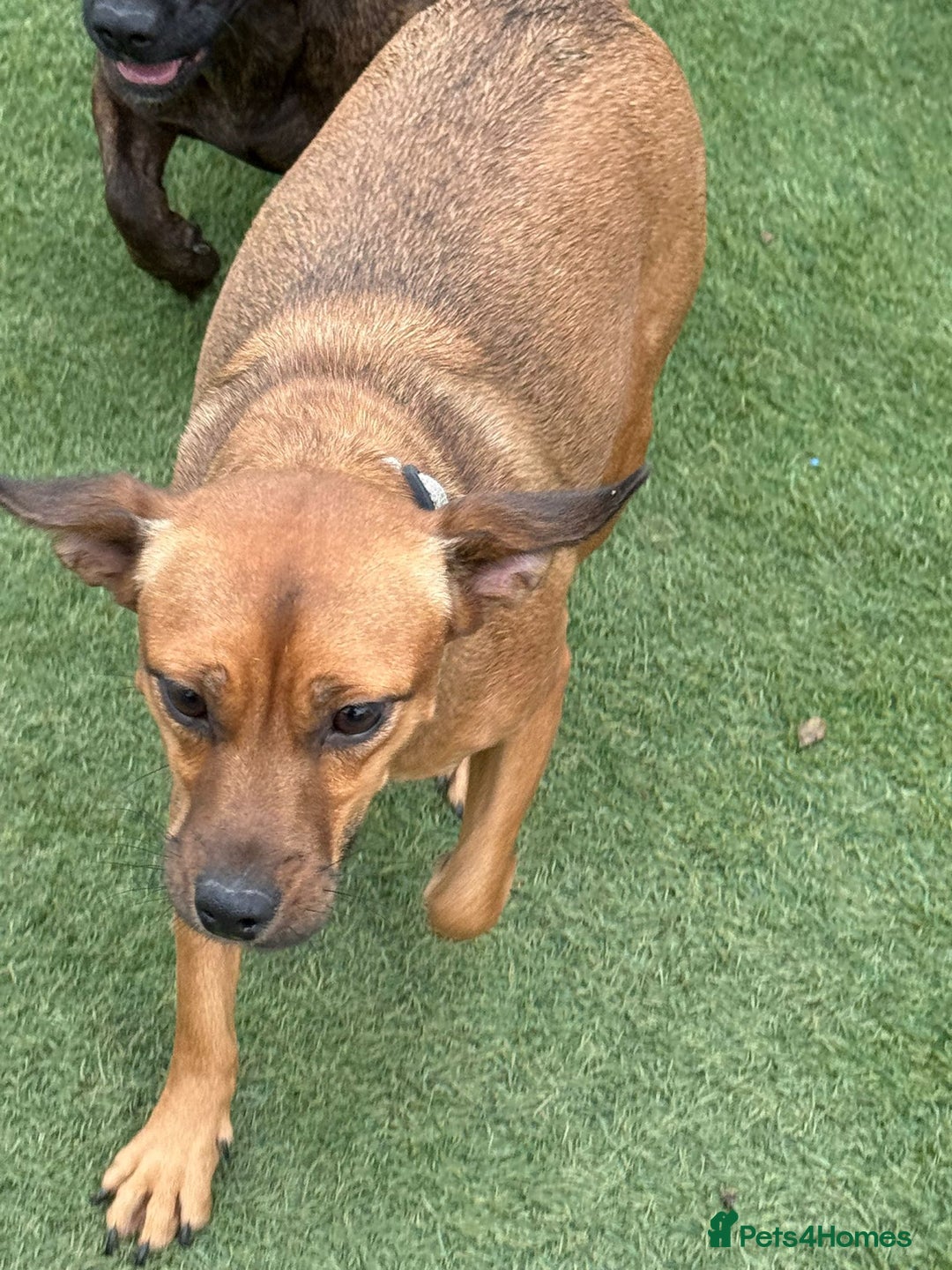 Mixed Breed dogs for adoption: Lovely little Masni wants her home - Advert 5