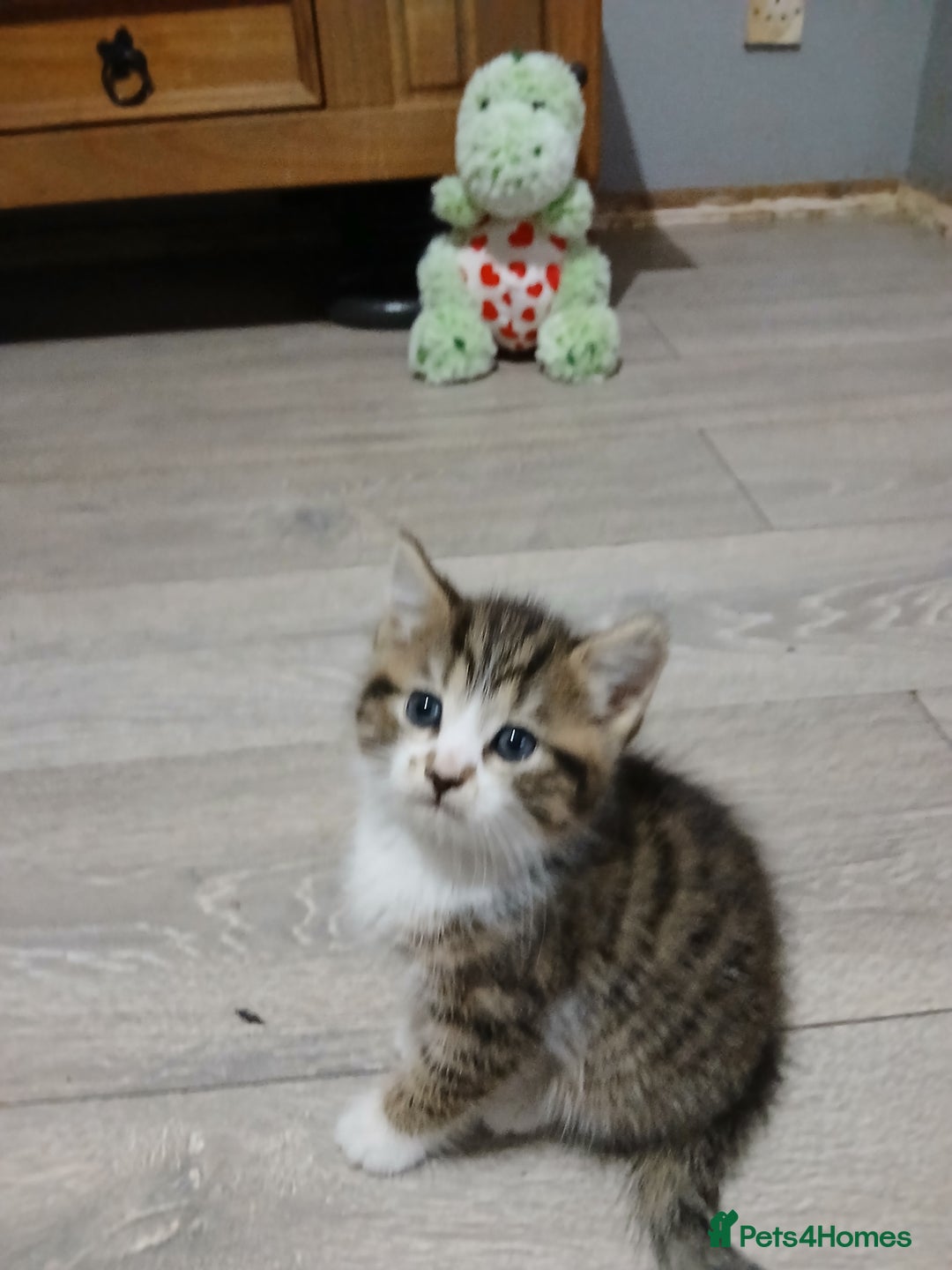 Mixed Breed cats for sale: Beautiful hand reared kittens  - Image 13