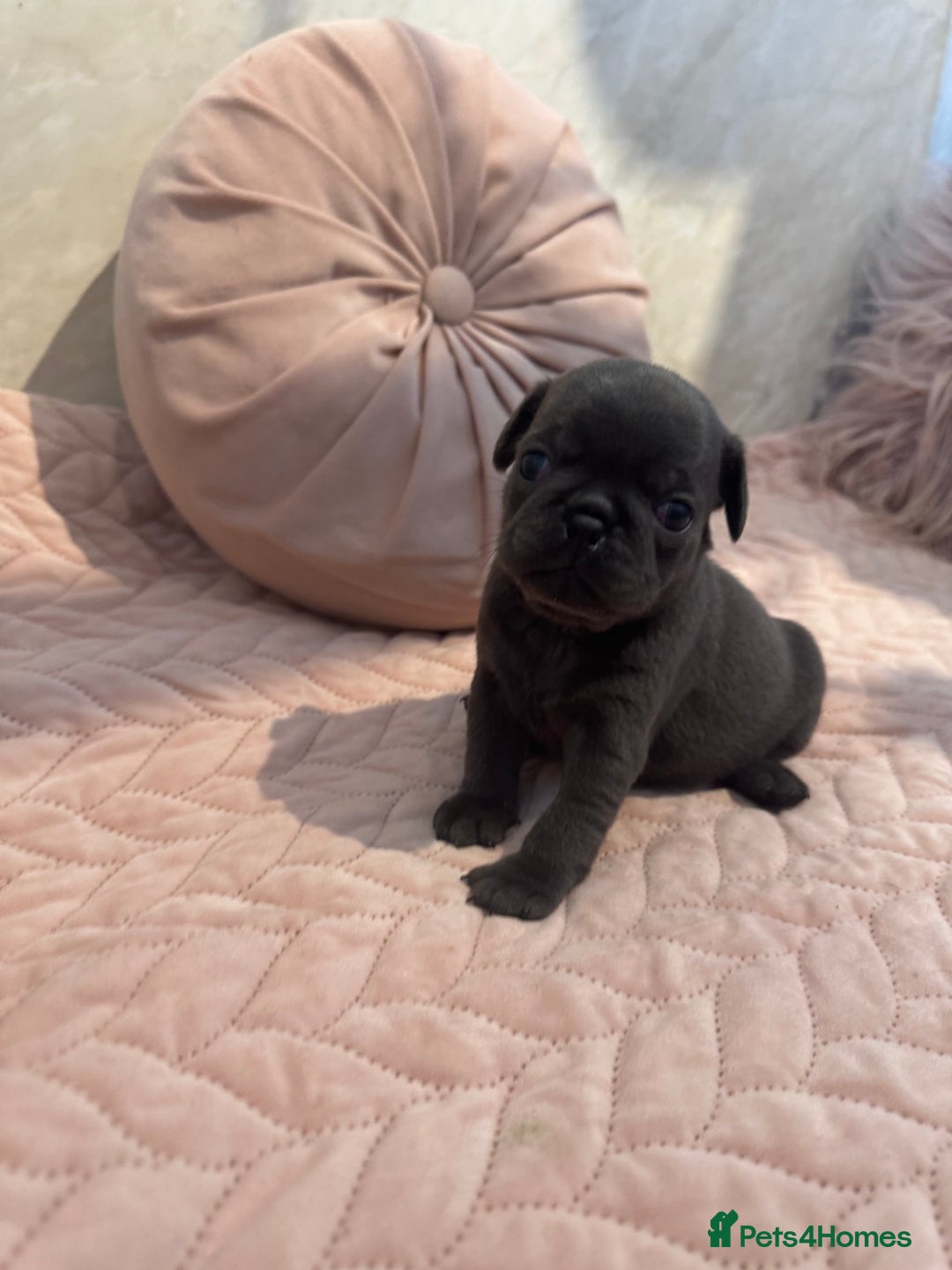 Pug dogs for sale: Only 2 left! Rare coloured pug puppies available  - Advert 40