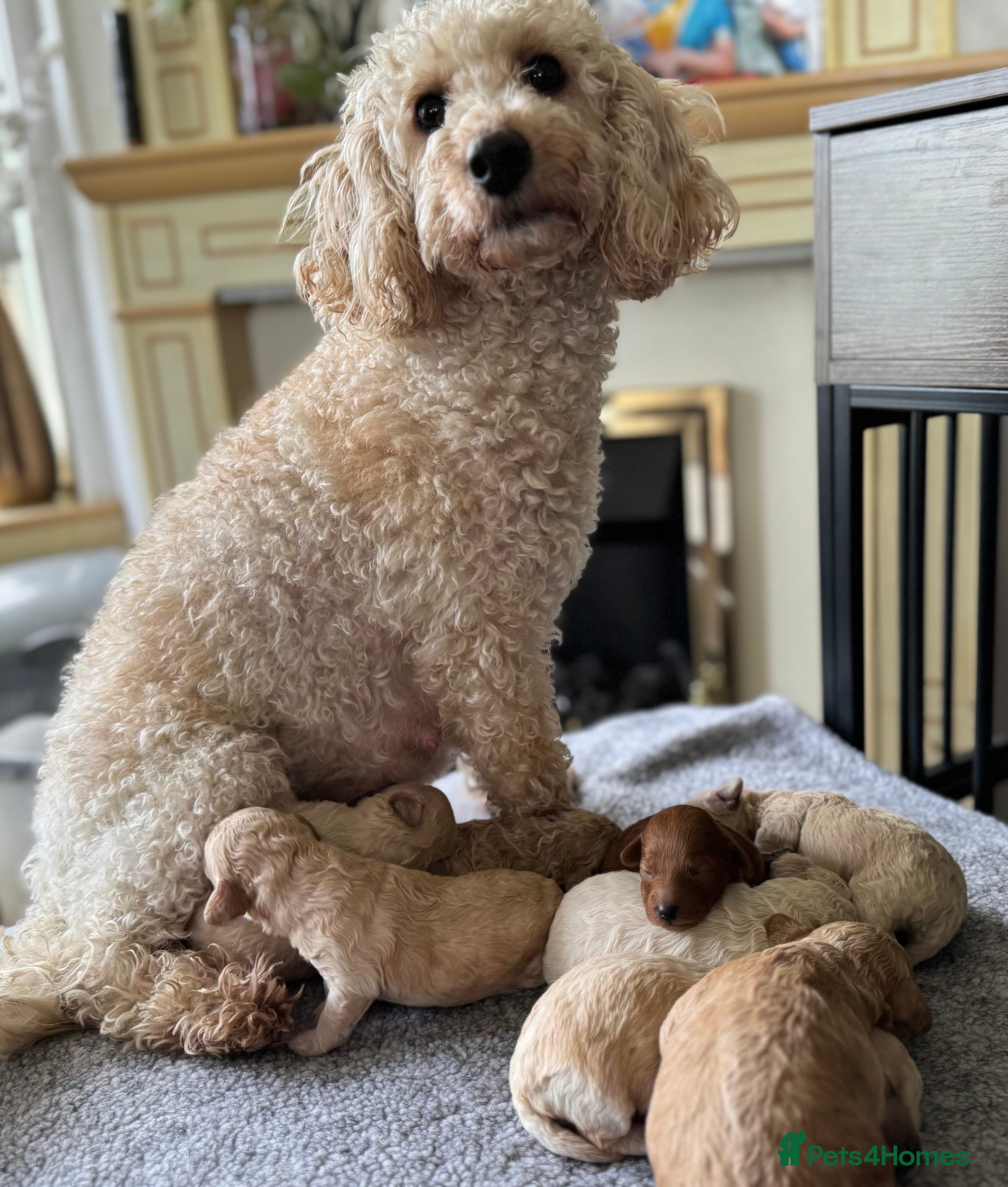 Miniature Poodle dogs Pedigree KC registered miniature poodle  - Advert 6