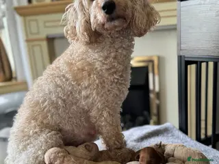 Miniature Poodle dogs Pedigree KC registered miniature poodle - Advert 6