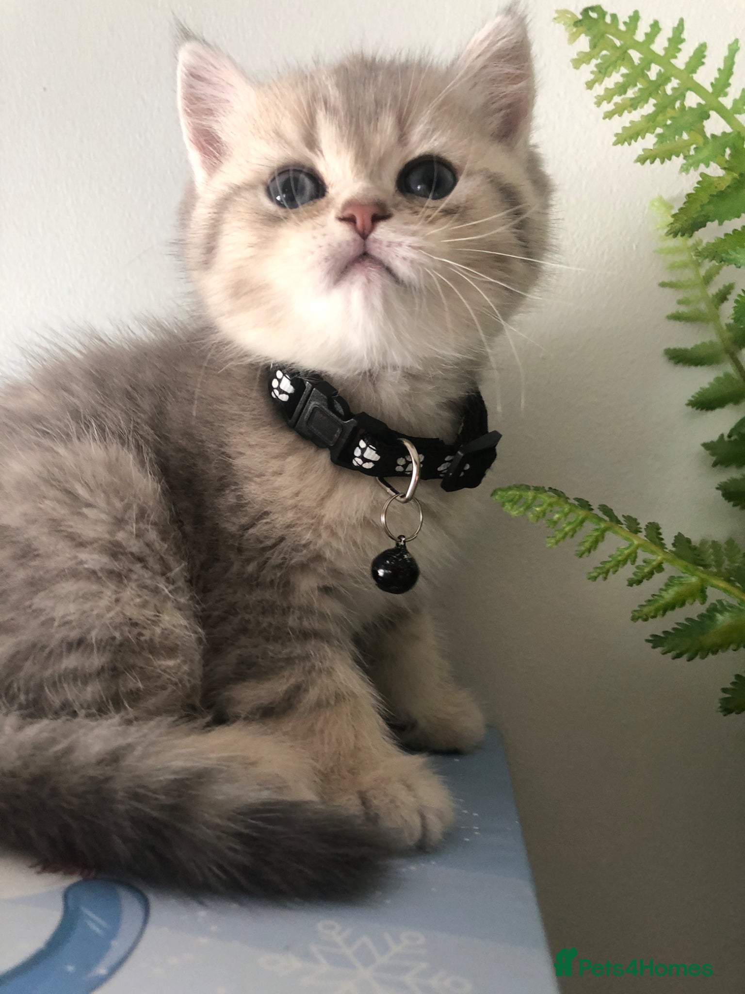 British Shorthair cats British shorthair kittens  - Advert 14