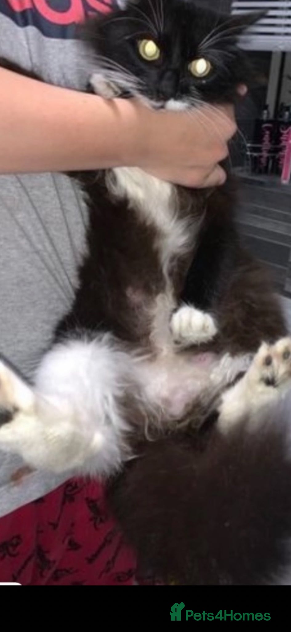 Mixed Breed cats Mainecoone cross toyger kittens  - Advert 1