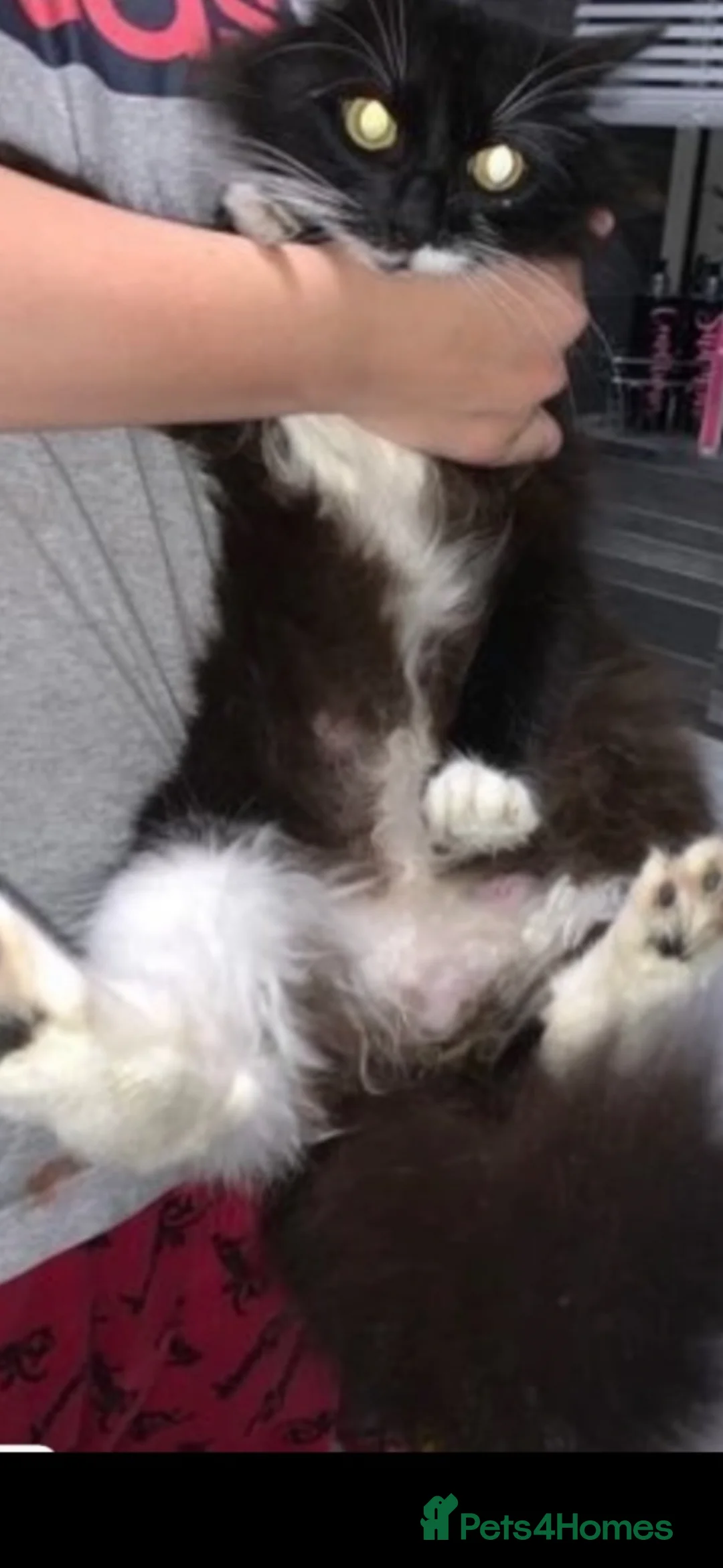 Mixed Breed cats for sale: Mainecoone cross toyger kittens  - Advert 1