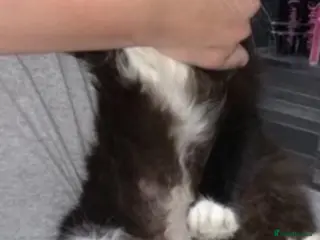 Mixed Breed cats Mainecoone cross toyger kittens - Advert 1