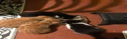 Mixed Breed cats for sale: Beautiful kittens ready for their forever homes  - Advert 8
