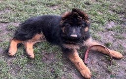 German Shepherd dogs for sale: Top Quality GSD puppies available  - Image 8