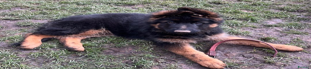 Kaya