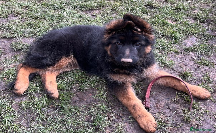German Shepherd dogs - Advert 11