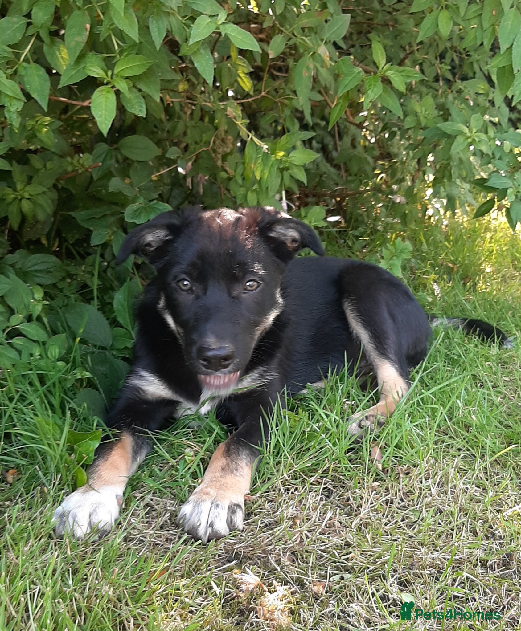 Mixed Breed dogs Collie × Kelpie pups near Cowbridge  - Advert 2