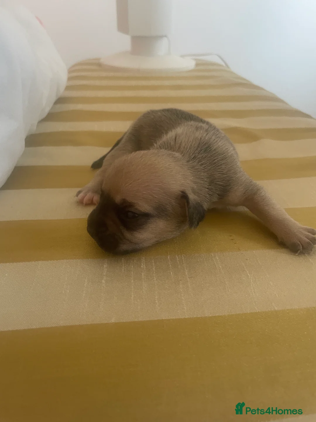 Mixed Breed dogs for sale: French russel pups - Advert 7