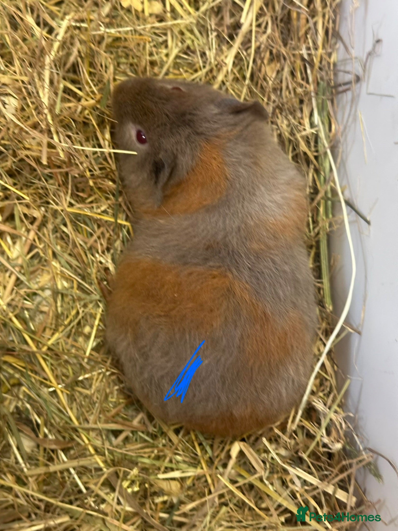 Guinea Pig rodents Gorgeous baby Guineapigs  - Advert 1