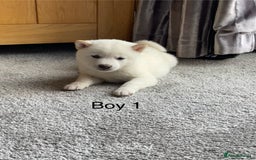 Japanese Shiba Inu dogs for sale: Health Tested Japanese Shiba Inu Puppies - Image 8