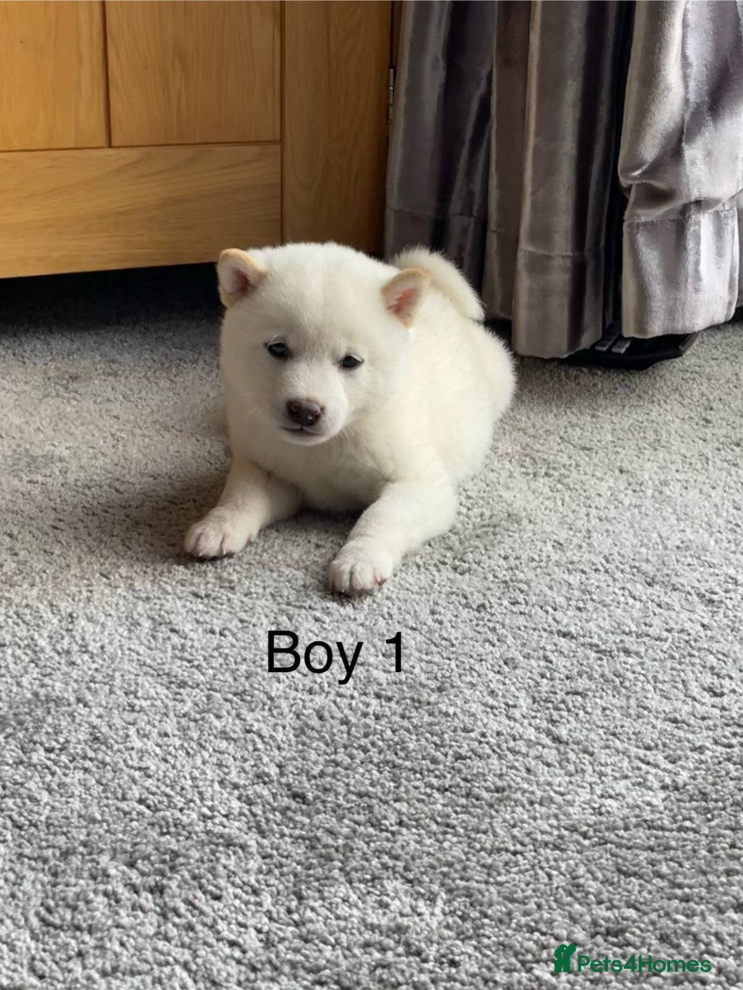Japanese Shiba Inu dogs for sale: Health Tested Japanese Shiba Inu Puppies - Image 8
