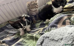 Mixed Breed cats for sale: Beautiful Kittens Looking for forever homes - Image 1