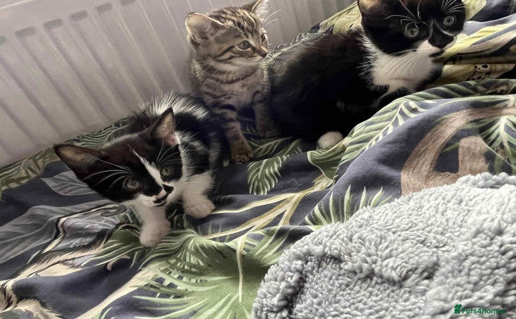 Mixed Breed cats - Advert 2
