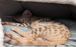 Savannah cats for sale: Cinnamon  spotted savannah - Image 2
