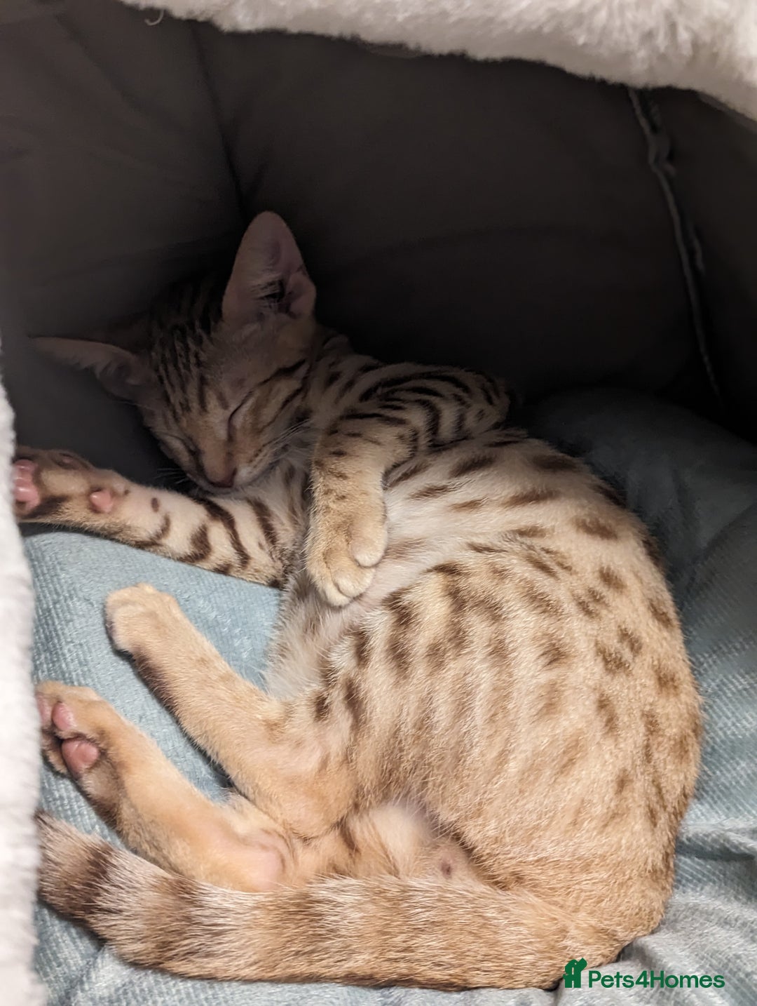 Savannah cats for sale: Cinnamon  spotted savannah - Image 2