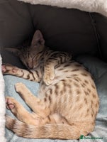 Savannah cats - Advert 3