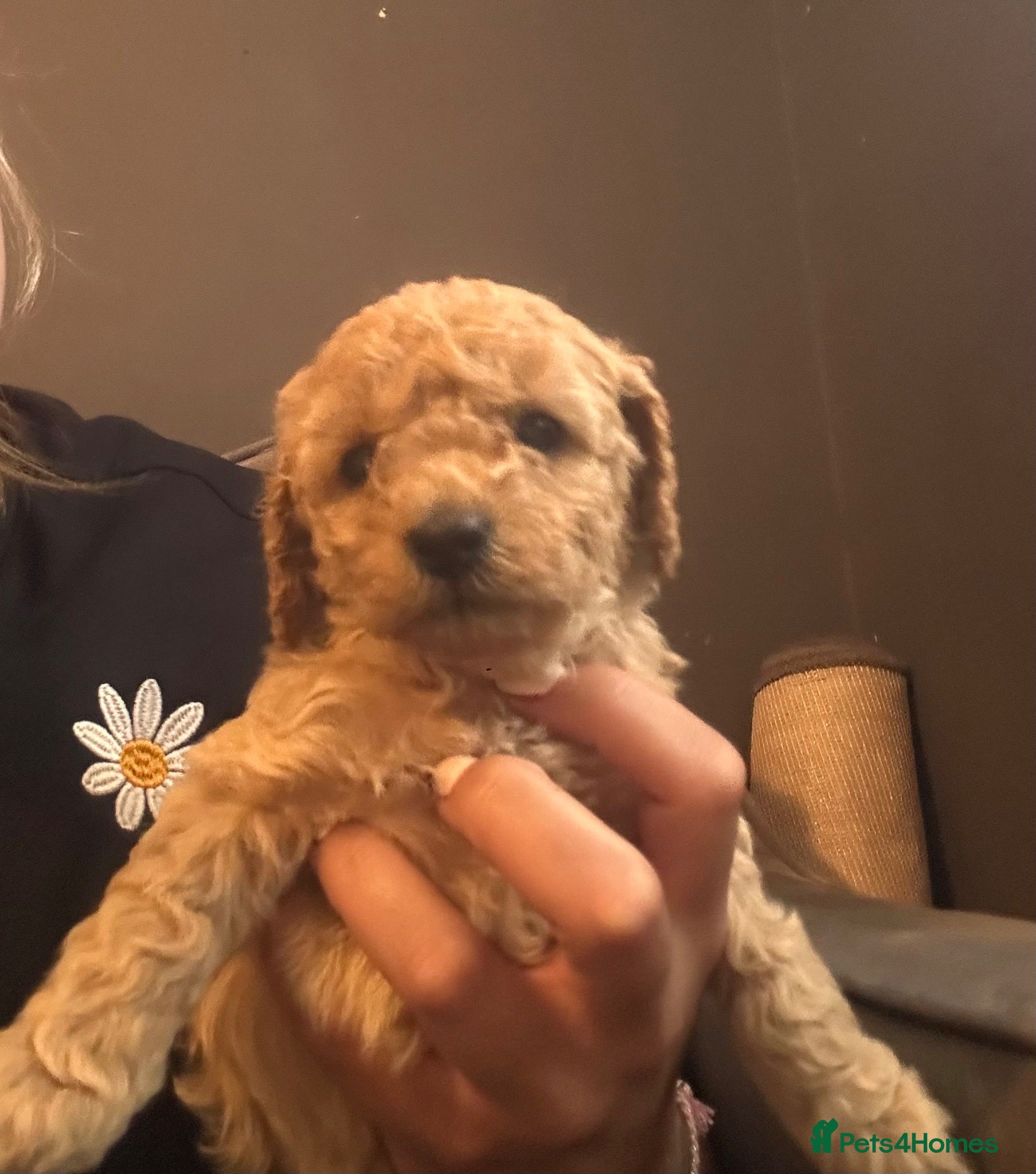 Toy Poodle dogs extensively health tested Stunning toy poodles  - Advert 7
