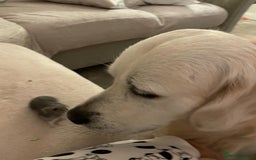 Golden Retriever dogs for stud: Beautiful golden retriever for stud  - Image 4