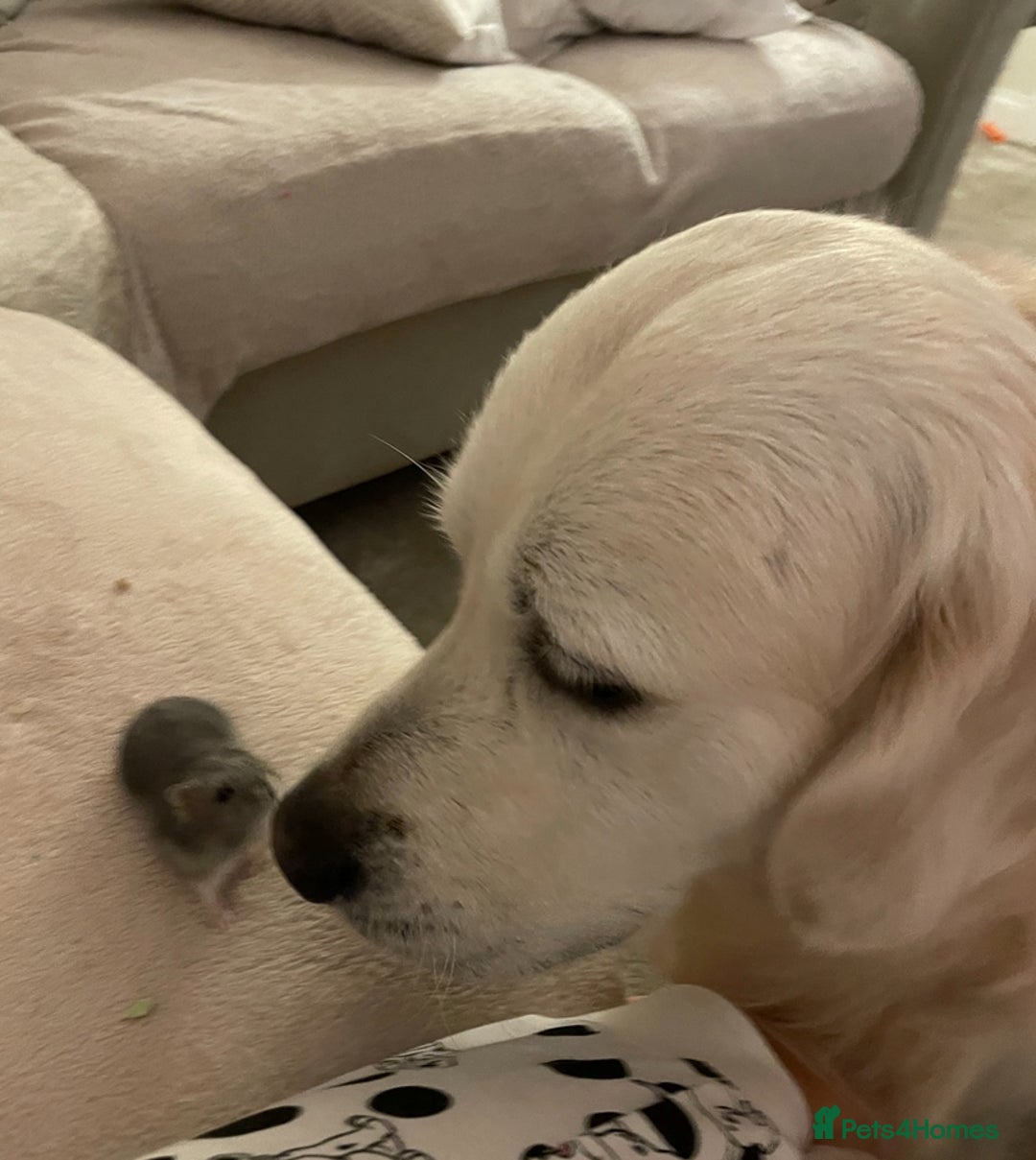 Golden Retriever dogs for stud: Beautiful golden retriever for stud  - Image 4