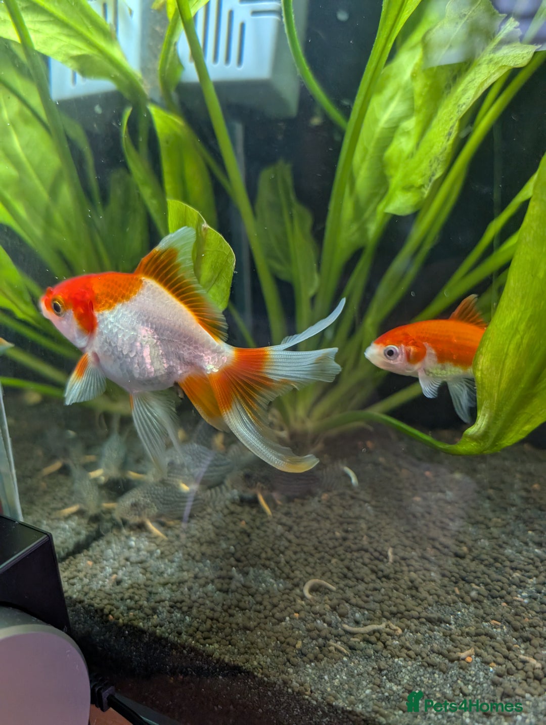 Fancy Goldfish fish for sale: Ryukin gold fish and mixed gold fish - Image 9