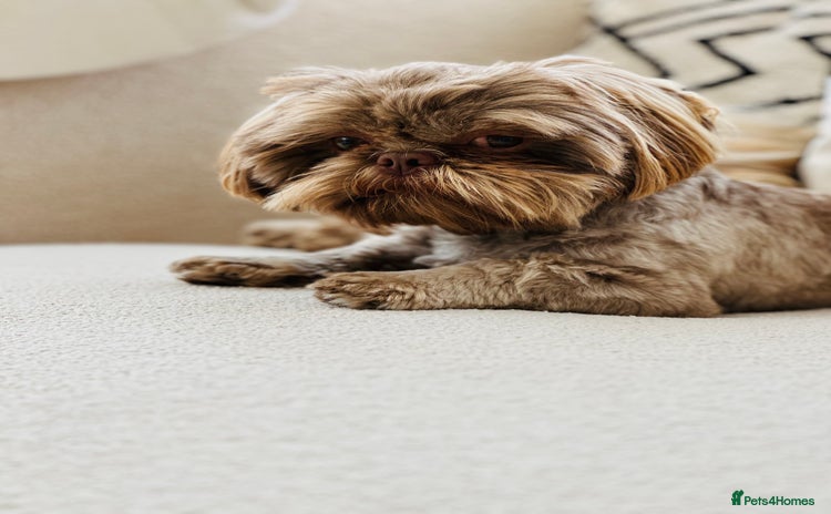 Shih Tzu dogs - Advert 1