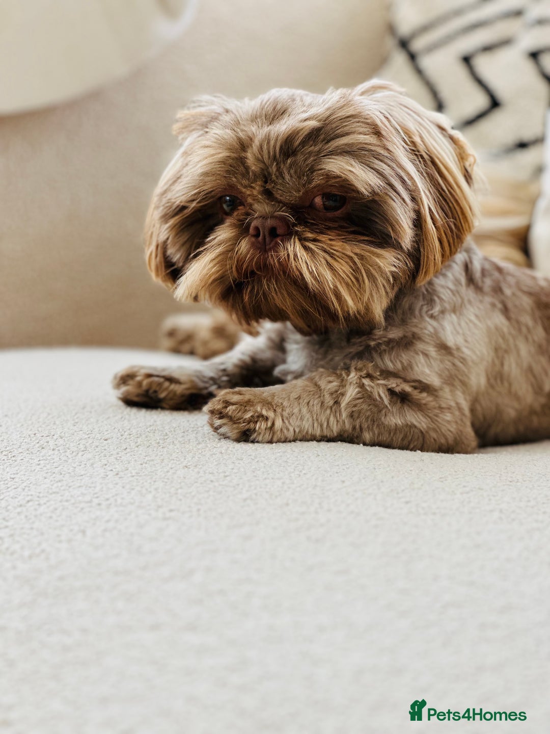 Shih Tzu dogs for stud: Chocolate Shih Tzu for Stud - Image 1