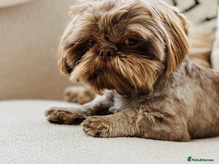 Shih Tzu dogs - Advert 20