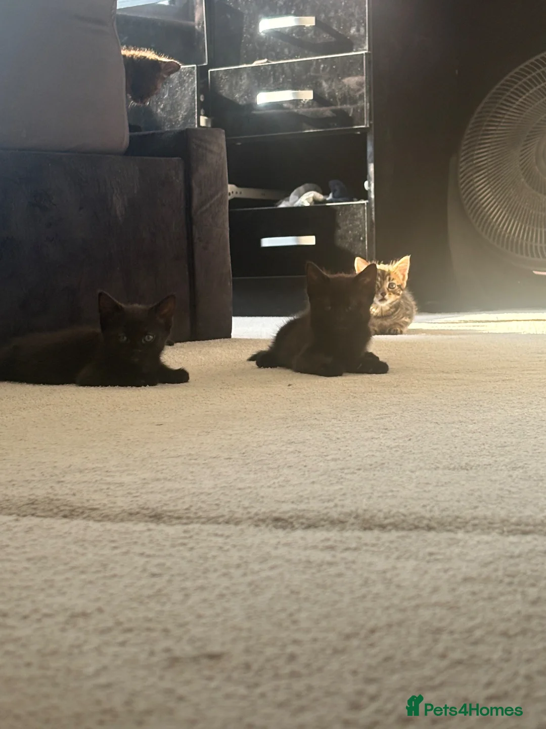 Brazilian Shorthair cats for sale: Beautiful Brazilian Shorthair Kittens - Advert 1