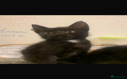 Domestic Shorthair cats for sale: Kittens ready  for forever home  - Image 5