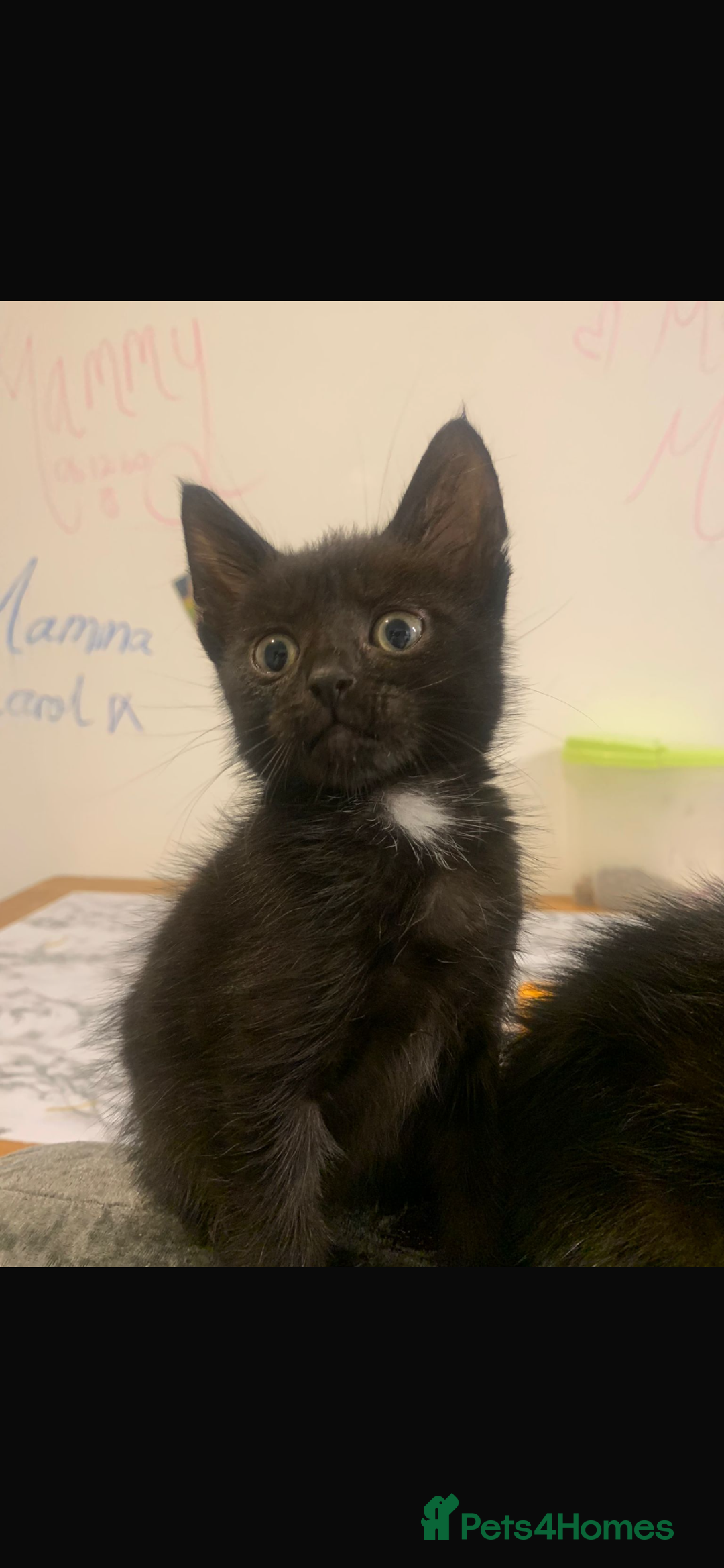 Domestic Shorthair cats for sale: Kittens ready  for forever home  - Image 5