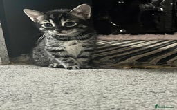 Bengal cats for sale: Half Bengal kittens 1 black majestic  - Advert 7