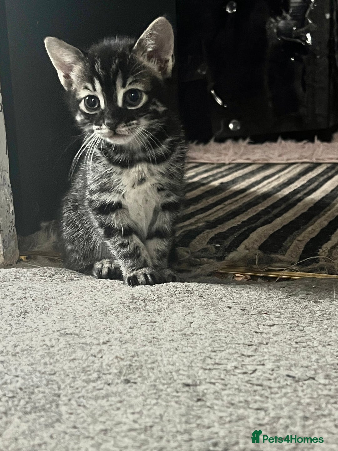 Bengal cats for sale: Half Bengal kittens 1 black majestic  - Advert 7