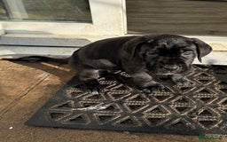 Cane Corso dogs for sale: Pure cane corso puppies  - Advert 5