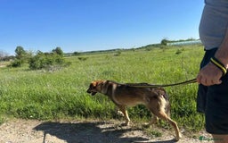 Mixed Breed dogs for adoption: Ozzy - Norwich Norfolk  - Image 7