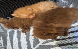 Pomeranian dogs for sale: Pomeranian,  from fully health tested parents  - Image 7