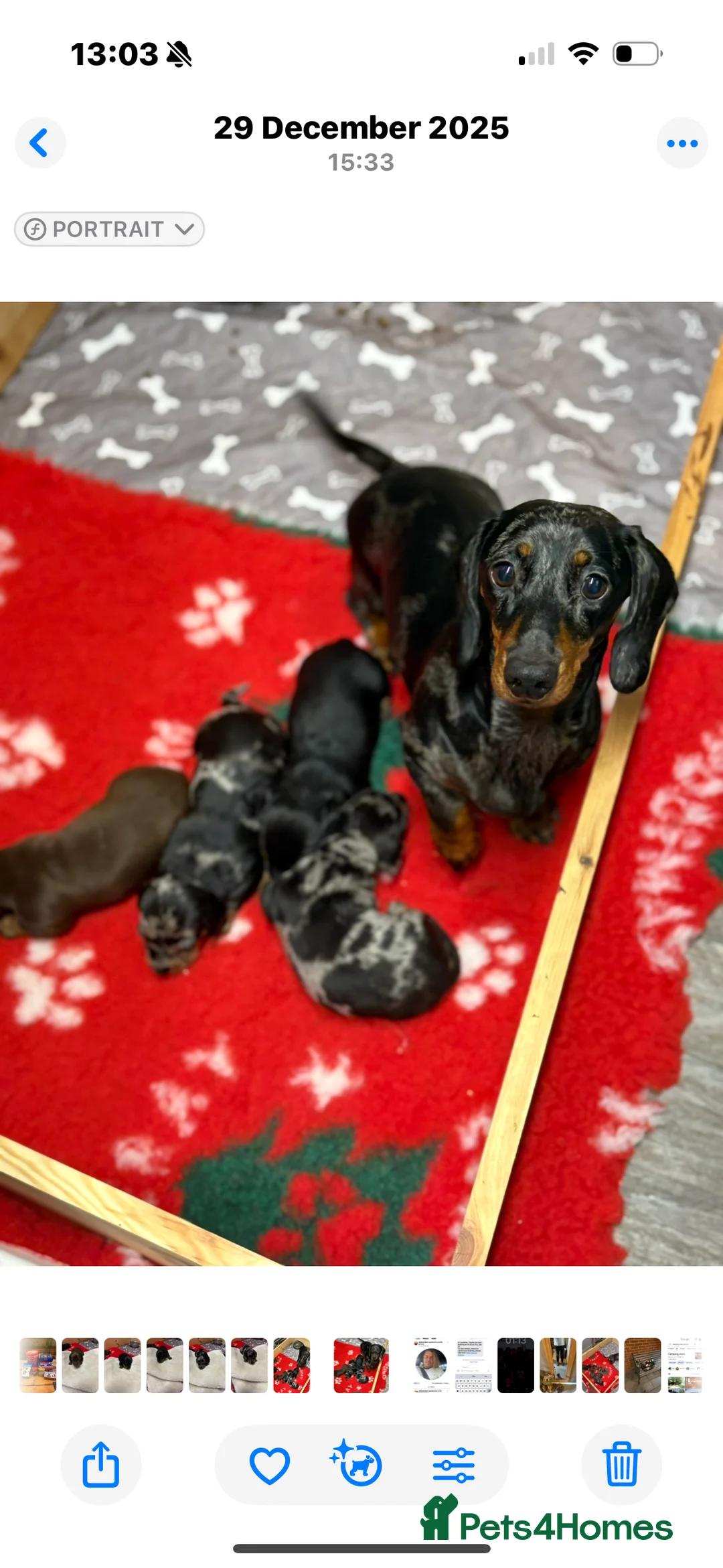 Miniature Dachshund dogs for sale: Beautiful little boy - Advert 1
