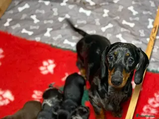 Miniature Dachshund dogs Beautiful little boy - Advert 6
