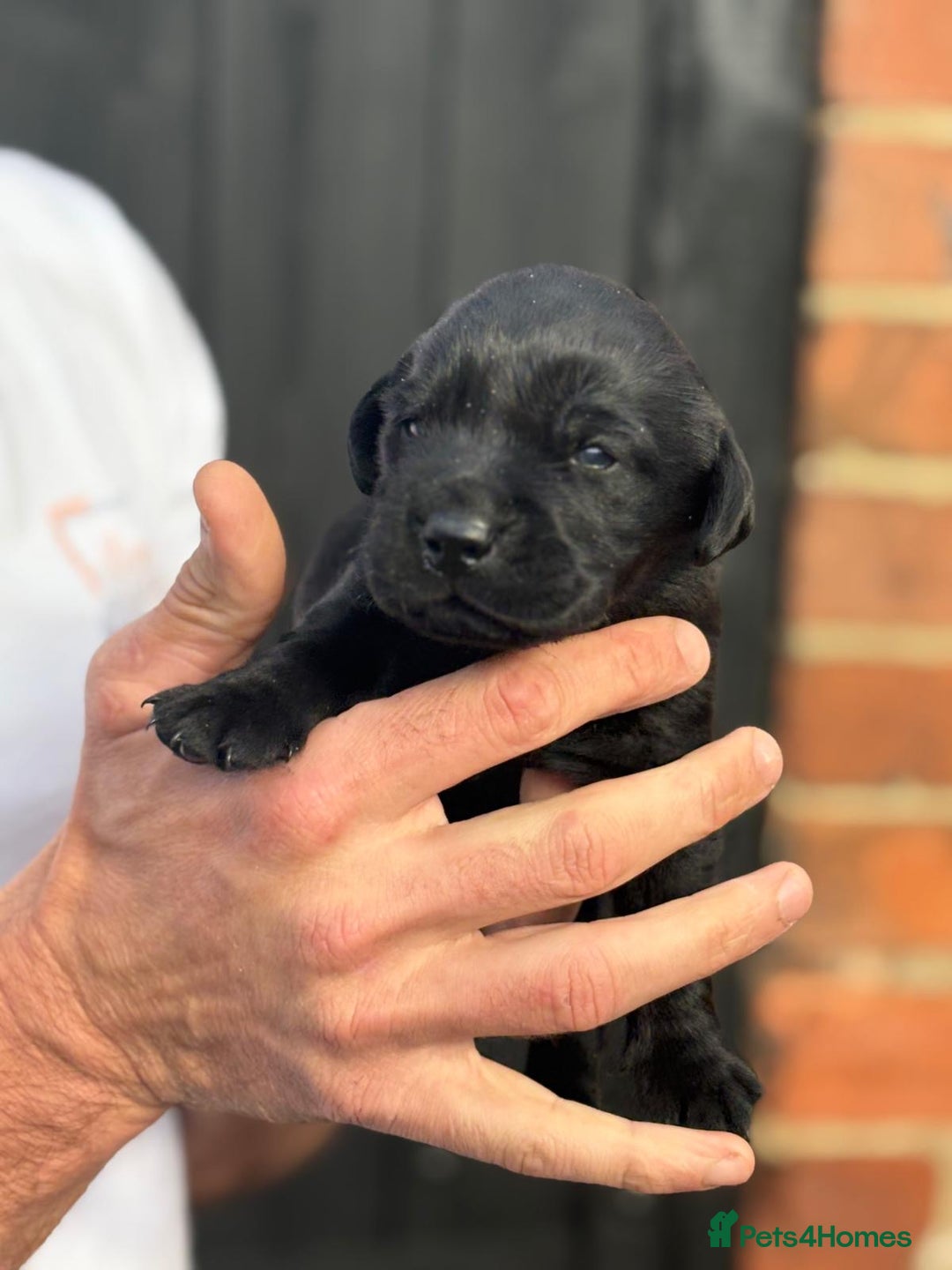Labrador Retriever dogs for sale: Black & yellow working Labrador puppies  - Image 3